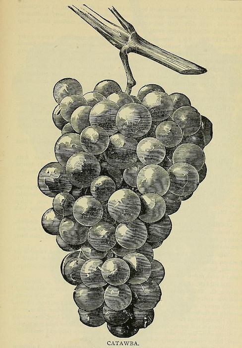 https://commons.wikimedia.org/wiki/File:Our_native_grape._Grapes_and_their_culture._Also_descriptive_list_of_old_and_new_varieties_(1893)_(14595391410).jpg?uselang=fr